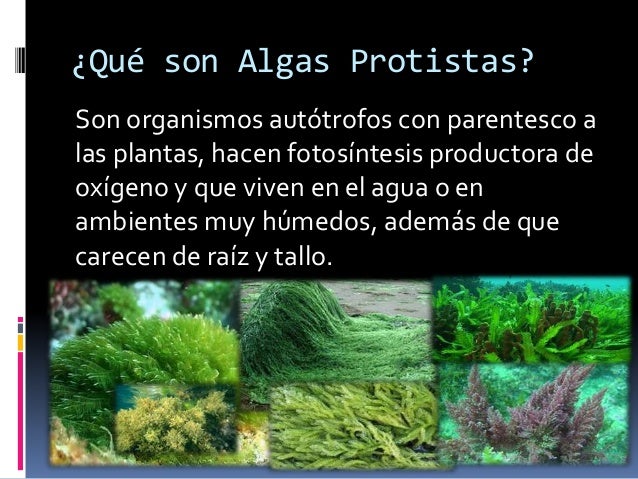 Protistas autotrofos al gas marinas para adelgazar