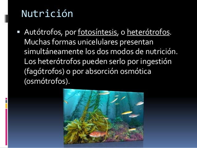 Protistas autotrofos al gas marinas para adelgazar