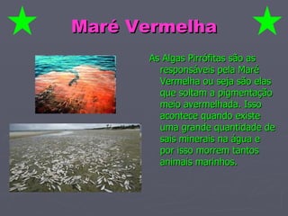Maré Vermelha As Algas Pirrófitas são as responsáveis pela Maré Vermelha ou seja são elas que soltam a pigmentação meio avermelhada. Isso acontece quando existe uma grande quantidade de sais minerais na água e por isso morrem tantos animais marinhos. 