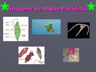 Imagens de Algas Pirrófitas 