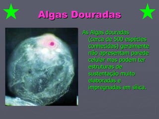 Algas Douradas As Algas douradas  (cerca de 500 espécies conhecidas) geralmente não apresentam parede celular mas podem ter estruturas de sustentação muito elaboradas e impregnadas em sílica.    