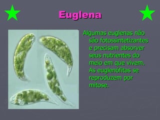 Euglena Algumas euglenas não são fotossintetizantes e precisam absorver seus nutrientes do meio em que vivem. As euglenófitas se reproduzem por mitose. 