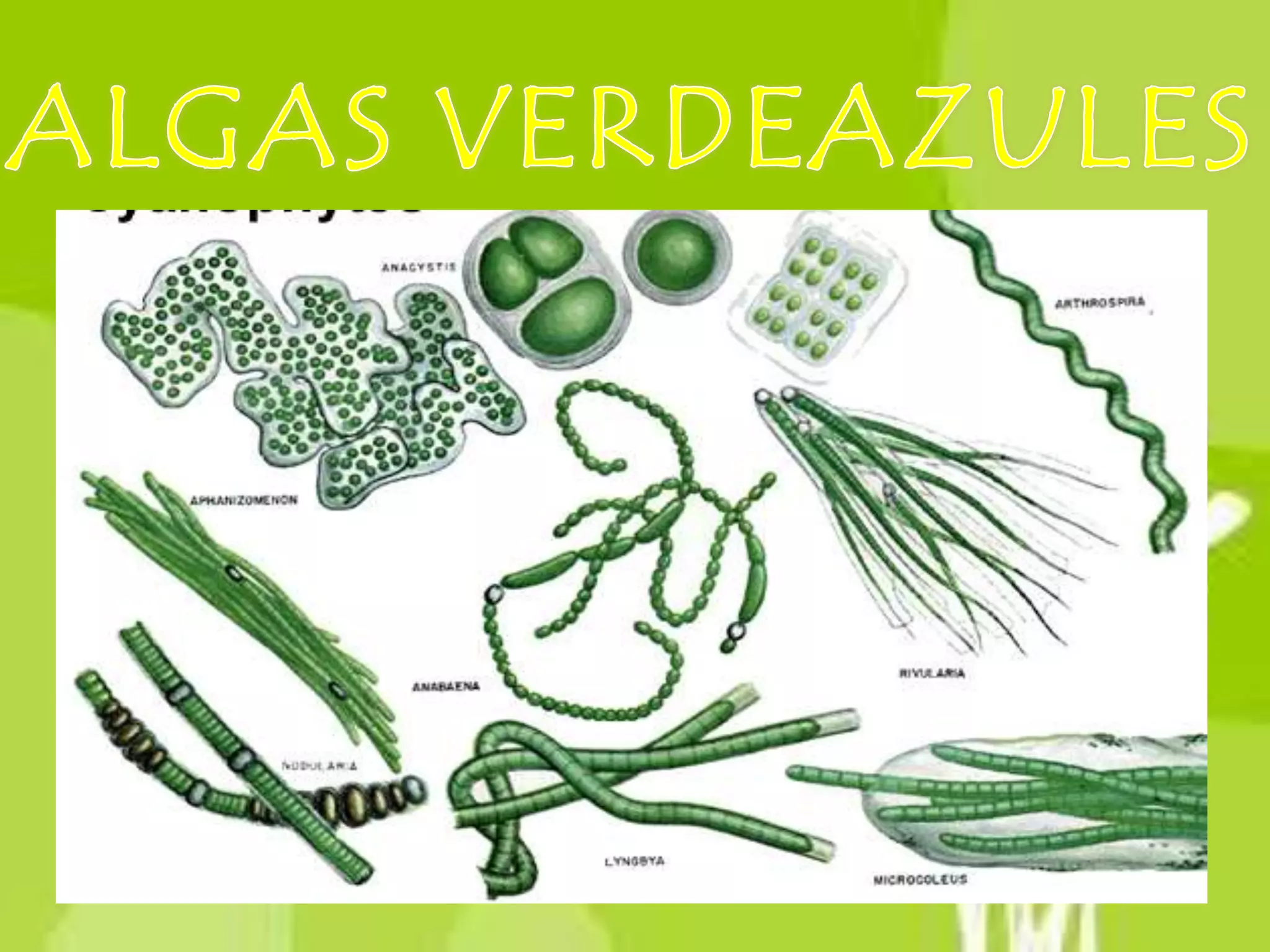 Algas verdeazules | PPTX