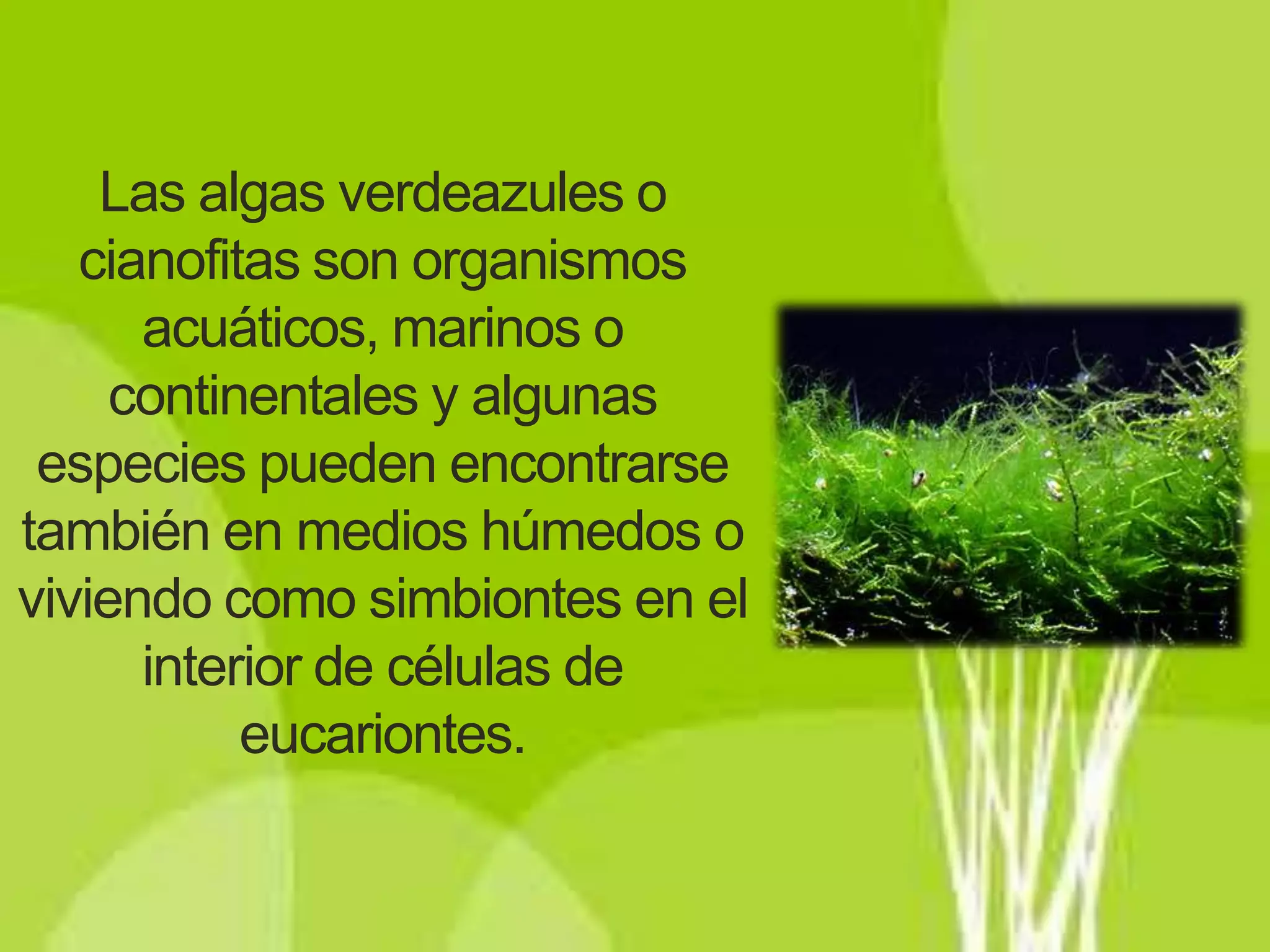 Algas verdeazules | PPTX