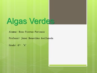 Algas Verdes
Alumna: Rosa Fiestas Purizaca
Profesor: Jener Benavides Avellaneda

Grado: 4to ‘A’

 