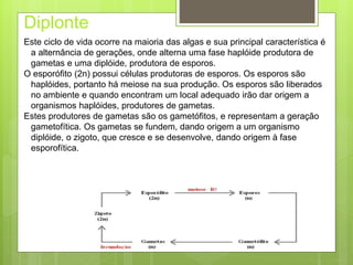 Diplonte 
Este ciclo de vida ocorre na maioria das algas e sua principal característica é 
a alternância de gerações, onde alterna uma fase haplóide produtora de 
gametas e uma diplóide, produtora de esporos. 
O esporófito (2n) possui células produtoras de esporos. Os esporos são 
haplóides, portanto há meiose na sua produção. Os esporos são liberados 
no ambiente e quando encontram um local adequado irão dar origem a 
organismos haplóides, produtores de gametas. 
Estes produtores de gametas são os gametófitos, e representam a geração 
gametofítica. Os gametas se fundem, dando origem a um organismo 
diplóide, o zigoto, que cresce e se desenvolve, dando origem à fase 
esporofítica. 
 