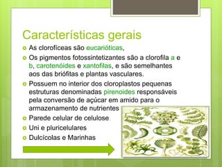 Características gerais 
 As clorofíceas são eucarióticas, 
 Os pigmentos fotossintetizantes são a clorofila a e 
b, carotenóides e xantofilas, e são semelhantes 
aos das briófitas e plantas vasculares. 
 Possuem no interior dos cloroplastos pequenas 
estruturas denominadas pirenoides responsáveis 
pela conversão de açúcar em amido para o 
armazenamento de nutrientes 
 Parede celular de celulose 
 Uni e pluricelulares 
 Dulcícolas e Marinhas 
 