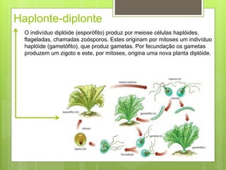 Haplonte-diplonte 
O indivíduo diplóide (esporófito) produz por meiose células haplóides, 
flageladas, chamadas zoósporos. Estes originam por mitoses um indivíduo 
haplóide (gametófito), que produz gametas. Por fecundação os gametas 
produzem um zigoto e este, por mitoses, origina uma nova planta diplóide. 
 