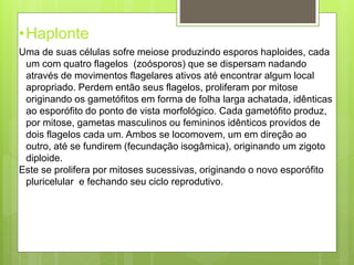 •Haplonte 
Uma de suas células sofre meiose produzindo esporos haploides, cada 
um com quatro flagelos (zoósporos) que se dispersam nadando 
através de movimentos flagelares ativos até encontrar algum local 
apropriado. Perdem então seus flagelos, proliferam por mitose 
originando os gametófitos em forma de folha larga achatada, idênticas 
ao esporófito do ponto de vista morfológico. Cada gametófito produz, 
por mitose, gametas masculinos ou femininos idênticos providos de 
dois flagelos cada um. Ambos se locomovem, um em direção ao 
outro, até se fundirem (fecundação isogâmica), originando um zigoto 
diploide. 
Este se prolifera por mitoses sucessivas, originando o novo esporófito 
pluricelular e fechando seu ciclo reprodutivo. 
 