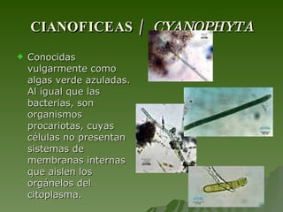 CIANOFICEAS /  CYANOPHYTA Conocidas vulgarmente como algas verde azuladas. Al igual que las bacterias, son organismos procariotas, cuyas células no presentan sistemas de membranas internas que aislen los orgánelos del citoplasma. 