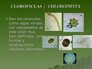 CLOROFICEAS /  CHLOROPHYTA   Son las conocidas como algas verdes, con cloroplastos de este color muy bien definidos, con formas y localizaciones celulares diferentes  