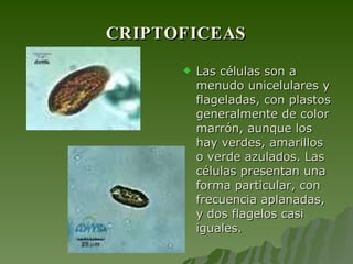 CRIPTOFICEAS Las células son a menudo unicelulares y flageladas, con plastos generalmente de color marrón, aunque los hay verdes, amarillos o verde azulados. Las células presentan una forma particular, con frecuencia aplanadas, y dos flagelos casi iguales. 