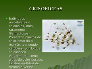 CRISOFICEAS Individuos unicelulares o coloniales, más raramente filamentosos. Presentan plastos de color amarillo o marrón, a menudo verdosos, por lo que se conocen vulgarmente como algas de color dorado. Existen multitud de formas diversas  