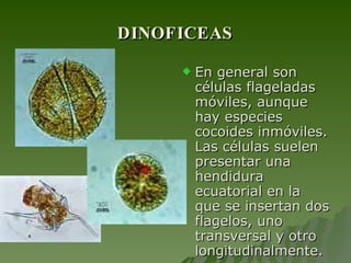 DINOFICEAS En general son células flageladas móviles, aunque hay especies cocoides inmóviles. Las células suelen presentar una hendidura ecuatorial en la que se insertan dos flagelos, uno transversal y otro longitudinalmente.  