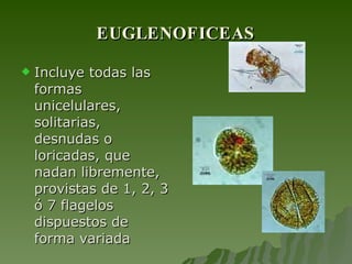 EUGLENOFICEAS Incluye todas las formas unicelulares, solitarias, desnudas o loricadas, que nadan libremente, provistas de 1, 2, 3 ó 7 flagelos dispuestos de forma variada  