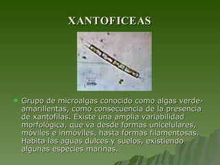 XANTOFICEAS Grupo de microalgas conocido como algas verde-amarillentas, como consecuencia de la presencia de xantofilas. Existe una amplia variabilidad morfológica, que va desde formas unicelulares, móviles e inmóviles, hasta formas filamentosas. Habita las aguas dulces y suelos, existiendo algunas especies marinas.  