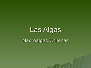 Las Algas Macroalgas Chilenas 