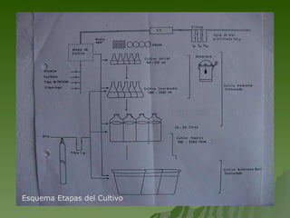 Esquema Etapas del Cultivo 