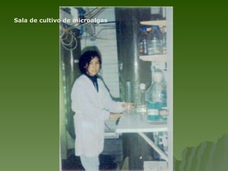 Sala de cultivo de microalgas 