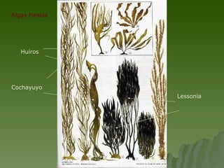 Algas Pardas Huiros Cochayuyo Lessonia 