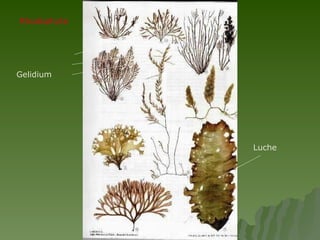 Rhodophyta Luche Gelidium 