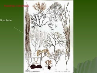Rodofitas Cilíndricas  Gracilaria 