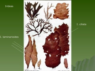 Irideas I. laminarioides I. ciliata 