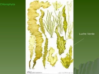 Chlorophyta Luche Verde 
