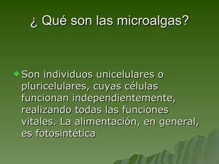 ¿ Qué son las microalgas? Son individuos unicelulares o pluricelulares, cuyas células funcionan independientemente, realizando todas las funciones vitales. La alimentación, en general, es fotosintética  