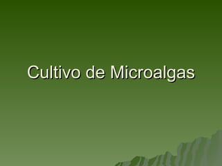 Cultivo de Microalgas 