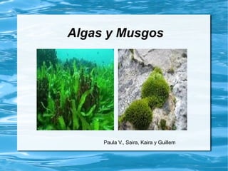 Algas y Musgos
Paula V., Saira, Kaira y Guillem
 