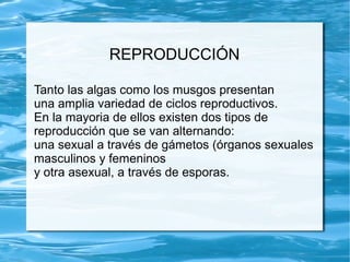 REPRODUCCIÓN
Tanto las algas como los musgos presentan
una amplia variedad de ciclos reproductivos.
En la mayoria de ellos existen dos tipos de
reproducción que se van alternando:
una sexual a través de gámetos (órganos sexuales
masculinos y femeninos
y otra asexual, a través de esporas.
 