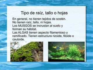 Tipo de raíz, tallo o hojas
En general, no tienen tejidos de sostén.
No tienen raíz, tallo, ni hojas.
Los MUSGOS se incrustan al suelo y
forman su hábitat.
Las ALGAS tienen aspecto filamentoso y
ramificado. Tienen estructura rizoide, filoide o
cauloide.
 