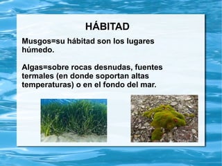 HÁBITAD
Musgos=su hábitad son los lugares
húmedo.
Algas=sobre rocas desnudas, fuentes
termales (en donde soportan altas
te...