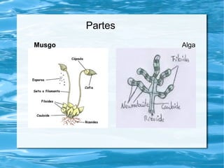 Partes
Musgo Alga
 