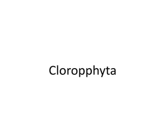 Cloropphyta
 