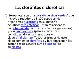 Los clorófitos o clorófitas
(Chlorophyta) son una división de algas verdes4 que
incluye alrededor de 8.200 especies5 de
organismos eucariotas en su mayoría
acuáticos fotosintéticos. Están relacionadas
con Charophyta (la otra división de algas verdes)
y con Embryophyta (plantas terrestres)
constituyendo estos tres grupos el
clado Viridiplantae. Todos los grupos de este
clado contienen clorofilas a y b, y almacenan las
sustancias de reserva como almidón5 en
su plastos.
 