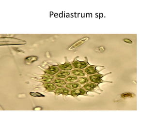 Pediastrum sp.
 