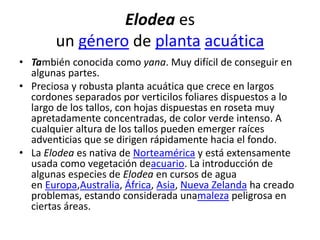 Elodea es
un género de planta acuática
• También conocida como yana. Muy difícil de conseguir en
algunas partes.
• Preciosa y robusta planta acuática que crece en largos
cordones separados por verticilos foliares dispuestos a lo
largo de los tallos, con hojas dispuestas en roseta muy
apretadamente concentradas, de color verde intenso. A
cualquier altura de los tallos pueden emerger raíces
adventicias que se dirigen rápidamente hacia el fondo.
• La Elodea es nativa de Norteamérica y está extensamente
usada como vegetación deacuario. La introducción de
algunas especies de Elodea en cursos de agua
en Europa,Australia, África, Asia, Nueva Zelanda ha creado
problemas, estando considerada unamaleza peligrosa en
ciertas áreas.
 