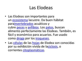 Las Elodeas
• Las Elodeas son importantes para
un ecosistema lacustre. Da buen hábitat
parainvertebrados acuáticos y
cubre peces y anfibios. Los patos, buscan
alimento perfectamente las Elodeas. También, es
fácil y económico para acuarios. Fue usado
como droga por los iroqueses.
• Las células de las hojas de Elodea son conocidas
por su exhibición vívida de laciclosis, o
corrientes citoplasmáticas.
 