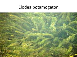 Elodea potamogeton
 