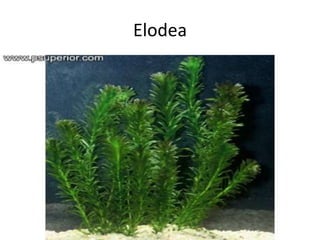Elodea
 