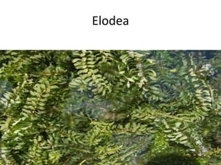 Elodea
 