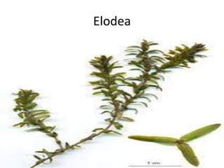 Elodea
 