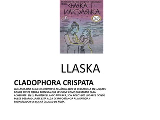 CLADOPHORA CRISPATA
LA LLASKA UNA ALGA CHLOROPHYTA ACUÁTICA, QUE SE DESARROLLA EN LUGARES
DONDE EXISTE PIEDRA ARENISCA QUE LES SIRVE COMO SUBSTRATO PARA
ADHERIRSE. EN EL ÁMBITO DEL LAGO TITICACA, SON POCOS LOS LUGARES DONDE
PUEDE DESARROLLARSE ESTA ALGA DE IMPORTANCIA ALIMENTICIA Y
BIOINDICADOR DE BUENA CALIDAD DE AGUA.
LLASKA
 