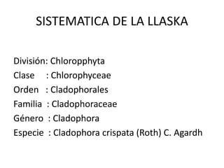 SISTEMATICA DE LA LLASKA
División: Chloropphyta
Clase : Chlorophyceae
Orden : Cladophorales
Familia : Cladophoraceae
Género : Cladophora
Especie : Cladophora crispata (Roth) C. Agardh
 