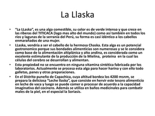 La Llaska
• “La LLaska”, es una alga comestible, su color es de verde intenso y que crece en
las riberas del TITICACA (lago mas alto del mundo) como así también en todos los
ríos y lagunas de la serranía del Perú, su forma es casi idéntico a los cabellos
enmarañados de una mujer.
• LLaska, vendría a ser el cabello de la hermosa Chaska. Esta alga es un potencial
gastronomico porque sus bondades alimenticias son numerosas y se le considera
como base de la alimentación altiplánica y alto andina, es considerada como un
excelente estimulante de la producción de la Mielina, proteína en la cual las
células del cerebro se desarrollan y alimentan.
• Esta propiedad no se encuentra en ninguna vitamina sintética fabricada por los
laboratorios. Actualmente se procesa esta alga para hacer harina y con ello todo
galletas, panes y otras preparaciones.
• En el Distrito puneño de Capachica, cuya altitud bordea los 4200 msnm, se
prepara la deliciosa “Leche llaska”, que consiste en hervir este tesoro alimenticio
en leche de vaca y luego se puede comer o procesar de acuerdo a la capacidad
imaginativa del cocinero. Además se utiliza en baños medicinales para combatir
males de la piel, en el especial la Soriasis.
 