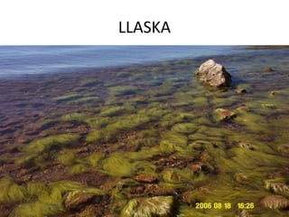 LLASKA
 