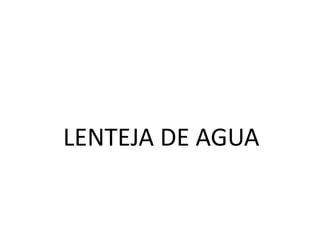 LENTEJA DE AGUA
 