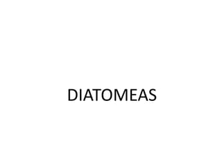 DIATOMEAS
 